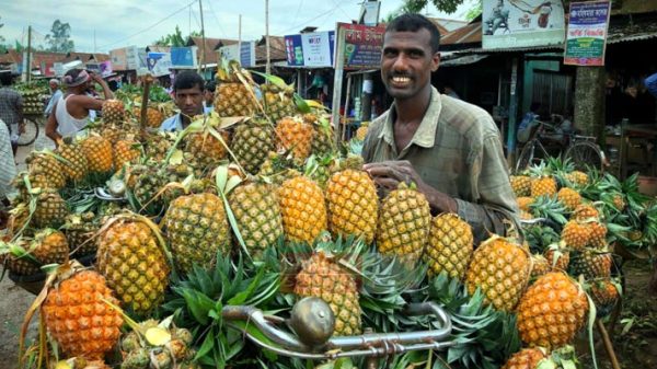 মধুপুর গড়ের লাল মাটির আশ্বিনা আনারস রামচন্দ্র ঘোষ,টাংগাইল বিশেষ প্রতিনিধি টাঙ্গাইলের মধুপুর গড়ের লাল মাটি আনারস চাষের জন্য বিখ্যাত। স্বাদে গুণেও এ এলাকার অনারস অনান্য। লাল মাটিতে আনারস ভাল জন্মে। এখানকার মাটি ও আবহাওয়া আনারস চাষের জন্য বিশেষ উপযোগী। কম খরচে ভাল ফলন পাওয়া যায়। কৃষকদের সাথে কথা বরে জানা যায়, এ অঞ্চলে বছরে ২ ধরনের আনারস চাষ হয়ে থাকে। জয়েন্টকিউ ও হানিকুইন। বছরে ২ সময়ে বৈশাখ থেকে ভদ্র পর্যন্ত পাওয়া যায় সিজনাল আর আশ্বিন থেকে পৌষ মাস পর্যন্ত পাওয়া যায় আশ্বিনা আনারস। স্বাদে সিজনাল একটু বেশি। আশ্বিন একটু টক তবে গাছে পাকাটা ভাল মিষ্টি হয়ে থাকে। সিজনালটা গাছে ধরে বেশী আর আশ্বিনা ধরে অনেকটা কম। তবে দমের দিক থেকে ২ টাই প্রায় এক সমান। সিজনাল আনারস আসার পর উপযোগি বা বয়স গ্রান্ত গাছে আশ্বিনা আনারস ধরে থাকে। এ আনারসে তেমনটা হরমেন রাসায়নিক ব্যবহার করা হয় না। খেতেও কিছুটা টক। কোন কোনটা আবার ভাল স্বদ হয়। এ আনারসের জন্য বাড়তি কোন সারের প্রয়োজন হয় না। মৌসুমী আনারসের জন্য যে সার ব্যবহার করা হয় তাতেই হয়। বাড়তি কোন সার ব্যা পরিষ্কার করার কোন দরকার নেই। শীতকালে আসে বলে এর চাহিদা একটু কম। এ আশ্বিনা আনারসের বেচা কেনা শুরু হয়েয়ছে পুরোদমে। প্রতিদিন বাজার বসছে মধুপুর গড় এলাকার কয়েক জায়গায়। মধুপুরের জলছত্র ও মোটের বাজার এবং গারোবাজারে প্রতিদিন বেচা কেনা হচ্ছে আশ্বিনা আনারস। ট্রাক ভর্তি করে দেশের বিভিন্ন জেলায় এ আনারসের সমাগম ঘটছে। এ বছর চাহিল মোটামুটি ভাল। দাম ভাল পাচ্ছেন কৃষকরা। প্রতিদিন সকলে থেকে শুরু হয় বাজার চলে সন্ধ্যা পর্যন্ত। সাইকেল ভ্যান রিকসা যোগে বিভিন্ন গ্রামের বাগন থেকে আসে আনারস। এসব তথ্য স্থানীয় কৃষক, পাইকারদের সাথে কথা বলে জনা যায়। গত মঙ্গলবার জলছত্র আনারস বাজারে গিয়ে দেখা যায়, আান, রিকসা যেগে আসছে অন্যরস। বাজারে সারি বন্ধ ভাবে আআন সাইকেল সাজানো হয়েছে। পাইকাররা সামা দামি করে কিনছেন আনারস। দাম মিটিয়ে আনারস গুনে বুঝে নিচ্ছেন। চাহিব মতো অনারস কিনে ট্রাকে তোলা হচ্ছে। জলছত্র বাজারেই ট্রাক ও কভার্ড ভ্যান শ্রমিক ইউনিয়ন। পরিবহন পেতে কোন সমস্যা নেই। টাঙ্গাইল-ময়মনসিংহ মহা সড়কের পাশে গড়ে উঠেছে এই বাজার। বাজারে যেন কান না জমে সেজন্য স্থানীয় এমপি কৃষিমন্ত্রী ড. আব্দুর রাজ্জাক ইট বিছিয়ে সুন্দর করে দিয়েছে এখন আর আগের মত যানজট বা কাঁদা হয় না। আরাম আয়েশে ক্রেতা বিক্রেতা অনারস ক্রয় বিক্রয় করে থাকে। কথা হয় অনারস বিক্রেতা হরমুজ আলীর সাথে, তিনি জানান জলছত্র বালণ্ডে তিন'শ আনারস বিক্রি করতে নিয়ে এসে দুই হাজার সাত'শ টাকা বিক্রি করেছেন। জালাল জনন, চার'শ আনারস ভান যেগে এনে চার হাজার দুই'শ টাকায় বিক্রি করেছেন। এছাড়াও আরোও কয়েক জন ভানারস বিক্রেতা জানান, সিজিনাল আনারসের চেয়ে আশ্বিনা অনারসের দাম কিছুটা কম। কারণ হিসেবে তারা জানান, এ অনারস খেতে কিছুটা টক অপর দিকে, দূর-দুরান্ত থেকে পাইকার কম আসার কারনে দাম কিছুটা কম পাচ্ছে। পাইকার হাবিজুল ইসলাম জানান, এখন আনারসের দাম কিছুটা কম। দূরের ব্যাপারি আসে কম, স্থানীয় পাইকাররা কিনে মোকামে পাঠায়। বাজারে ১ থেকে ৪০ টাকা পর্যন্ত দরে বেচাকেনা হচ্ছে আনারস। মধুপুর উপজেলা কৃষি কর্মকর্তা আর মামুন রাসেল জানান, মধুপুর এলাকায় জয়েন্টকিউ ও কানিকুইন জাতের আনারস চাষ হয়েছে। মধুপুরের সাথে দেশের যোগাযোগ ব্যবস্থা ভাল থাকার কারনে কৃষিপন্যের জন্য দেশের বিভিন্ন জেলা থেকে পাইকাররা আসে। আশ্বিনা আনারস দামেও ভালো।