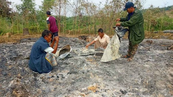 ত্রিপুরা পল্লীতে আগুন লাগানোর পেছনে জড়িত মূল হোতা পলাতক মংওয়াইচিং সাইফুল ইসলাম: বান্দরবান জেলা প্রতিনিধি: বান্দরবানের লামা উপজেলার সরই ইউনিয়নের টংগাঝিরি এলাকার পূর্ব বেতছড়া পাড়ায় আগুনে পুড়েছে ত্রিপুরা সম্প্রদায়ের ১৭টি বসতঘর। গত মঙ্গলবার (২৪ ডিসেম্বর) পাড়ার সবাই যখন বড়দিনের উৎসব পালন করতে রাত সাড়ে ১২টার দিকে পার্শ্ববর্তী টংগাঝিরি পাড়ার গির্জায় গিয়েছিল ঠিক ওই মূহূর্তে পাড়াটি আগুনে পুড়িয়ে দেয় দুর্বৃত্তরা। আর এ বসতঘর পোড়ানোয় ঘটনায় বারবার উঠে আসছে বান্দরবান জেলা আওয়ামী স্বেচ্ছাসেবক লীগের সভাপতি মংওয়াইচিং। সরেজমিন তদন্তে জানা গেছে, ২০১৬ সালে পুলিশের সাবেক আইজি ত্রিপুরা সম্প্রদায়ের প্রায় ৩০ বছর দখলে থাকা জুমের জমি জোরপূর্বক দখলে নেয়। এ সময় তাকে দখল করার কাজে সহযোগিতা করেন সাবেক আওয়ামী লীগ নেতা ও বর্তমান সরই ইউনিয়ন পরিষদ (ইউপি) চেয়ারম্যান ইদ্রিস কোম্পানি, মৌজা প্রধান (হেডম্যান) দুর্যোধন ত্রিপুরা, সাবেক জেলা স্বেচ্ছাসেবক লীগের সভাপতি মং ওয়াই চিং মারমা। আরও জানা যায়, বসতবাড়ি পোড়ানোর ঘটনায় মামলা পর ৪ জন আসামি ধরা পড়েছে। তাদের মধ্যে ত্রিপুরা সম্প্রদায়ের ৩ জনই কাগজ জাল-জালিয়াতির মাধ্যমে বেনজীর আহমেদের কাছে জায়গাগুলো বিক্রি করার সঙ্গে সরাসরি সম্পৃক্ত। এ ছাড়া ৪নম্বর আসামি ইব্রাহিম বেনজীর আহমেদের জায়গাগুলো দেখভাল করতেন। এ ৪ জন আসামি ধরা পরার পর আগুন দেওয়ার বিষয়টি প্রাথমিকভাবে পুলিশের স্বীকার করেছেন। আর এসব কারণে বান্দরবান জেলা আওয়ামী স্বেচ্ছাসেবক লীগের সভাপতি মংওয়াইচিং সম্পৃক্ততা আরও স্পষ্ট হয়েছে। পাড়াবাসীরা জানান, জমিটি সাবেক পুলিশ প্রধান (আইজিপি) বেনজীর আহমেদ জোর করে দখলে নিয়েছিল। পরে এ জায়গাগুলো জেলার সাবেক স্বেচ্ছাসেবক লীগের সভাপতি মং ওয়াই চিং মারমা দেখভাল করতেন। আর কেয়ারটেকার (তত্ত্বাবধায়ক) হিসেবে ছিলেন ইব্রাহিম। তারা বলেন, গ্রেফতার আসামিরা আগুন লাগানোর বিষয়টি পুলিশের কাছে স্বীকার করেছে বলে শুনেছি। তাই আমাদের ধারণা, বেনজীর আহমেদ ও সাবেক স্বেচ্ছাসেবক লীগের সভাপতি মং ওয়াই চিং মারমা, ইউপি চেয়ারম্যান ইদ্রিস কোম্পানি ও হেডম্যান দুর্যোধনও এ ঘটনায় জড়িত থাকবে।’ এ বিষয়ে পাড়ার লিডার পাইংসা প্রæ বলেন, ‘আমাদের জায়গা জোরপূর্বক সাবেক পুলিশ প্রধান বেনজীর আহমেদ দখল করেছিল। তিনি পালিয়ে যাওয়ার পর আমরা পুনরায় আমাদের জায়গা দখলে নিই। প্রায় ৫-৬ মাস আগে আমরা এখানে ১৯টি পরিবার বসতবাড়ি নির্মাণ করে বসবাস করতে শুরু করি। এ সময় এলাকার অনেক গণ্যমান্য ব্যক্তিরা আমাদের পাড়া থেকে বিতারিত করার চেষ্টা করে ও হুমকি-ধমকি দেয়। তারপরও আমরা জীবনের ঝুঁকি নিয়ে এখানে বসবাস করি।’ এ বিষয়ে পাড়াপ্রধান গঙ্গামনি ত্রিপুরা বলেন, ‘এ ঘটনায় যাদের বিরুদ্ধে মামলা করেছি তারা দীর্ঘদিন ধরে চাঁদা দাবি করে আসছিল। নয়তো প্রাণনাশেরও হুমকি দিয়েছিল।’ এ ঘটনায় সাবেক পুলিশপ্রধান বেনজীর আহমেদসহ এলাকার রাঘববোয়ালরাও জড়িত বলে মনে করছেন তিনি। এ সময় তিনি দোষীদের সকলের শাস্তির দাবিও জানান। সরই ইউনিয়নের ডলুছড়ি মৌজাপ্রধান দুর্যোধন ত্রিপুরা বলেন, ‘আমি ২০২১ সালে হেডম্যানের দায়িত্ব নিয়েছি। কিন্তু বেনজীর আহমেদ জায়গা কিনেছেন আরও ১০ বছর আগে। জায়গা কেনার ব্যাপারে আমি সহযোগিতা করিনি। এ ঘটনায় আমার নাম জড়ানো উদ্দেশ্য প্রণোদিত।’ এ বিষয়ে জানতে চাইলে সরই ইউপি চেয়ারম্যান ইদ্রিস কোম্পানি বলেন, ‘আমি বিষয় সম্পর্কে অবগত না। তবে সাবেক স্বেচ্ছাসেবক লীগের সভাপতি মং ওয়াই চিং মারমা আমার ইটভাটা থেকে ইট নিয়েছিল রাস্তা করার সময়। তখন শুনেছি জায়গাটি বেনজীর আহমেদের। আমি এর চেয়ে বেশি কিছু জানি না।’ এদিকে, বান্দরবান পুলিশ সুপার (এসপি) মোহাম্মদ শহিদুল্লাহ কাউছার বৃহস্পতিবার সকালে অগ্নিকান্ডের ঘটনাস্থল পরিদর্শন করে বলেন, ‘বিষয়টিকে আমরা সবোর্চ্চ গুরুত্ব দিচ্ছি। ঘটনা ঘটার পর ৭ জনকে আসামি করে একটি মামলা হয়েছে। রাতভর আমরা এখানে অভিযান পরিচালনা করেছি। ৪ জনকে গ্রেফতার করেছি। এ ছাড়া ঘটনার পরপরই লামার ইউএনও ওসি ঘটনাস্থল পরিদর্শন করেছেন। ঘটনাটিকে পুলিশ প্রশাসন ও জেলা প্রশাসন সর্বোচ্চ গুরুত্ব দিয়ে দেখছে। বাকি আসামিদের গ্রেফতারে অভিযান চলমান আছে।’ সাইফুল ইসলাম: বান্দরবান জেলা প্রতিনিধি মোবাইল নম্বর ০১৮১৮-২৭২০৯৩ তারিখ:-২৯ ডিসেম্বর ২০২৪ ইং।